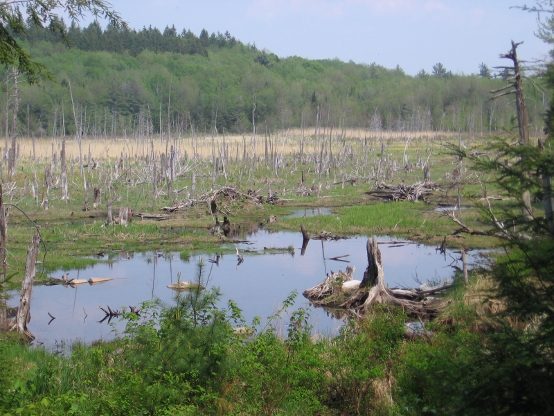 A swamp in the Pittsfield watershed, north of Finerty Pond.  Courtesy jbhanley@earthlink.net
